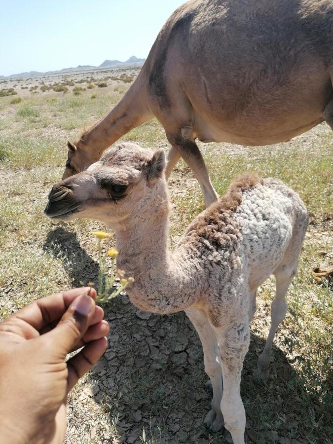 Masirah Beach Camp Masirah Island Екстериор снимка